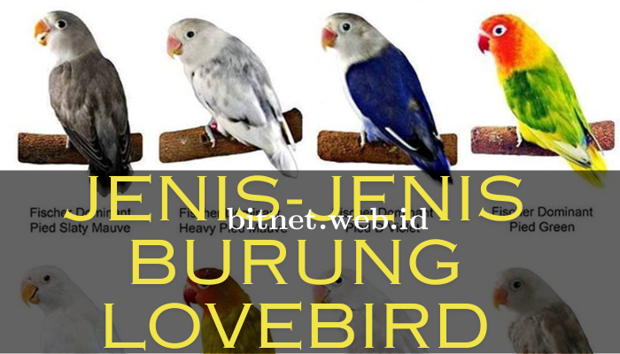 Jenis-Jenis Burung Lovebird Yang Cantik Dan Langkah
