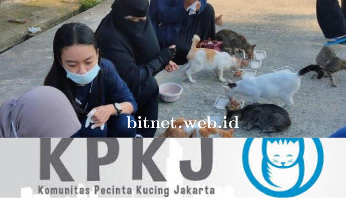 Komunitas Pecinta Kucing Jakarta: Berkumpul Untuk Kasih Sayang Dan Pemahaman
