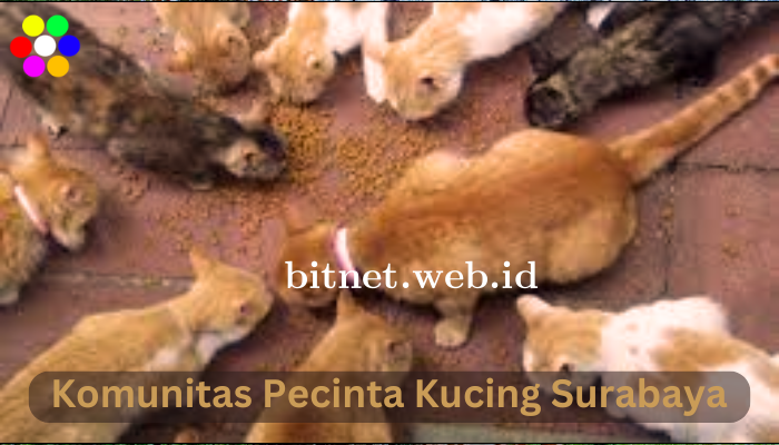 Komunitas Pecinta Kucing Surabaya Untuk Menolong Kucing Terlantar.
