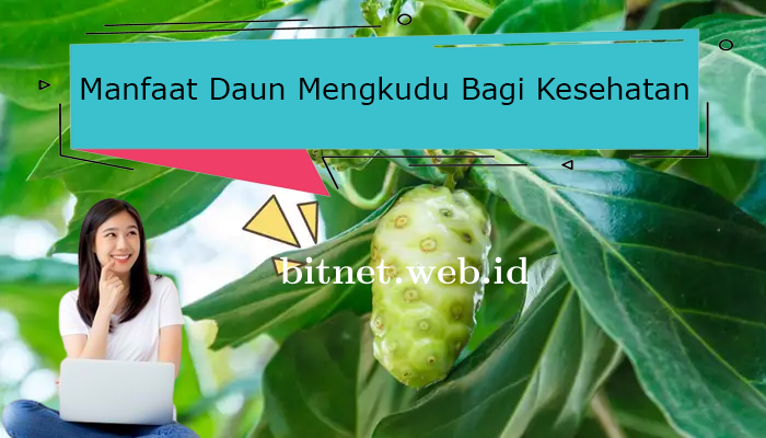 Kenali Manfaat dan Kandungan Nutrisi Pada Daun Mengkudu