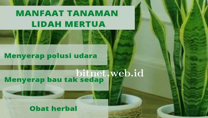 Daftar Manfaat Bunga Lidah Mertua Untuk Kesehatan