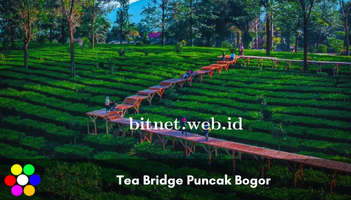 Informasi Menarik dari Tea Bridge Puncak Bogor Untuk Anda, Khusus!!!